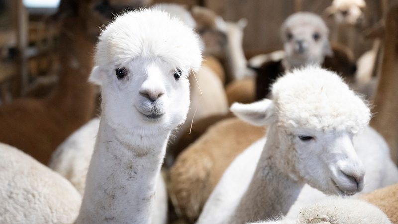 DOGE slashes nearly $1M for alpaca farming in Peru, other questionable grants in latest wasteful spending cut