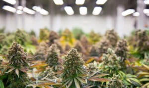 Experience the delectable marijuana power of the hybrid Cookies and Cream drganja strain