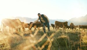 Scottish farmers worried over imported trade deal meat