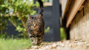 How Can Pet Influencers Monetise Partnerships With Cat Food Brands?
