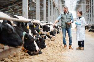 Dairy farmers warn worker shortages are putting UK food security at risk
