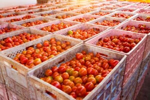 UK firms spent up to £65m on post-Brexit food export licences last year as Labour pledges to scrap scheme