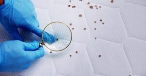 London’s Property Sector Warned as Bed Bug Infestations Hit Businesses and Landlords