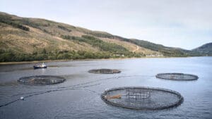 Scottish salmon delivers £1bn boost to economy as new report reveals soaring impact Scottish salmon delivers £1bn boost to economy as new report reveals soaring impact